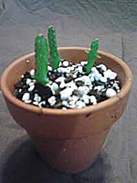 Night Blooming Peruvian Torch Cacti