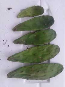 Opuntia, Nopal, Spineless-Thornless-Cactus-USA-Health-Food