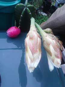 Night Blooming Peruvian Torch Cacti
