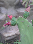 Opuntia, NOPAL, 
