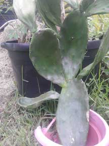Opuntia, NOPAL, 