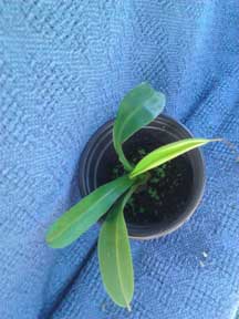 Baby Nepenthes, Alata, CustomPokersAndMore