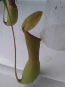 Nepenthes, Alata, Jug, CustomPokersAndMore