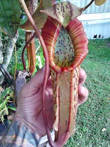  Nepenthes, CustomPokersAndMore