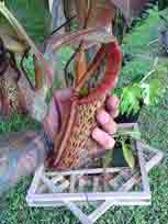  Nepenthes, CustomPokersAndMore
