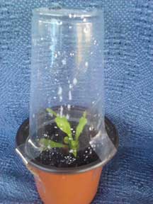 Venus Flytrap, CustomPokersAndMore