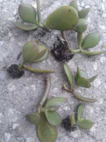 Jade Plant, Bare Root, babies, CustomPokersAndmore, Donation Item