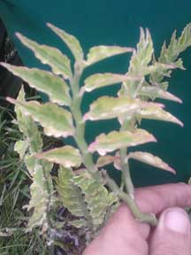 CustomPokersAndMore, Devils Backbone, succulent