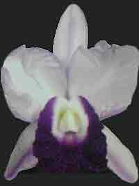 Cattleya, Orchid, LV73-LC, Canhamiana,