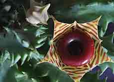 Huernia Insigniflora, Life Saver Plant, Succulent