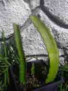 Dragon Fruit Cactus,