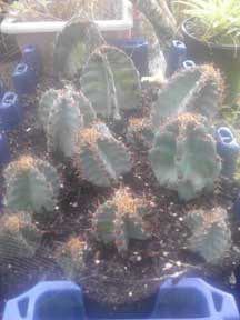 Night Blooming Peruvian Torch Cactus
