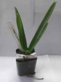 Vanda,-Ascocenda-Orchid, plant.