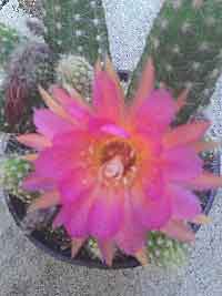 Chamaelobivia, ROSE QUARTZ, Flowering Hybrid Cactus, CPM Sku#CRQCactus291433987931