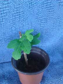 baby fig tree, brown turkey, custompokersandmore