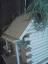 Living Birdhouse BH1Fin1