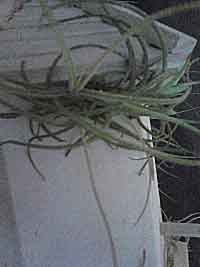 Living Birdhouse BH2Fin1