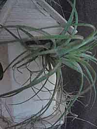 Living Birdhouse BH2Fin1