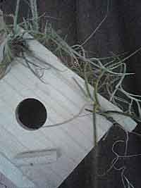 Living Birdhouse BH3Fin1