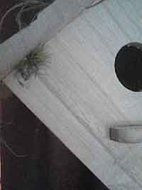 Living Birdhouse BH3Fin1