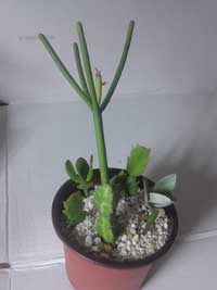 Cacti-and-Succulent-8pc-Starter-Kit-Complete-with-Medium-and-Plastic-pot