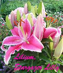 Lilium, Stargazer, Exotic Import
