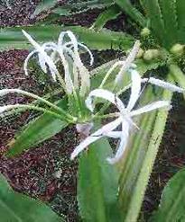 Crinum Giant Lilly