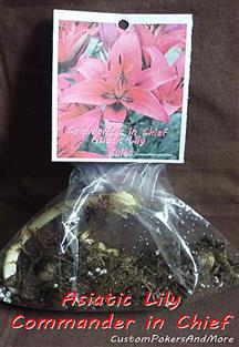 Commander In Chief, 2 Asiatic Lily Bulbs