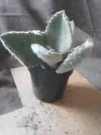 Kalanchoe Beharensis, Elephant Ear, Felt Plant, Fang Plant
