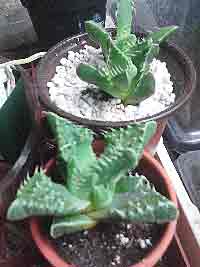 Tiger Jaws, Faucaria Tigrina