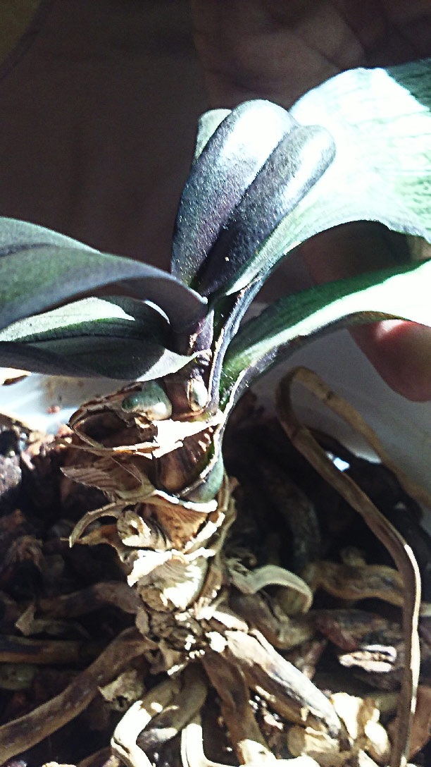 Phaleanopsis Orchid Needs to be potted...