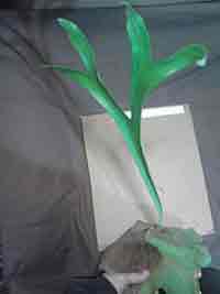 Staghorn Fern Ready to mount, Lrg Approx. 2ft tall