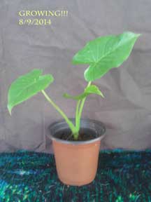 Upright Elephant Ear Plant baby, custompokersandmore