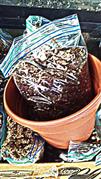 Organic Moss and Perlite Mix for carnivorous plants